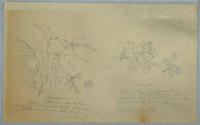 Arrowroot and Cardamum Studies, Jamaica, June 1865 by Frederic Edwin Church