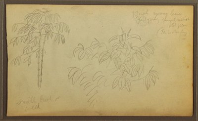 Botanical Sketches, 1857 by Frederic Edwin Church