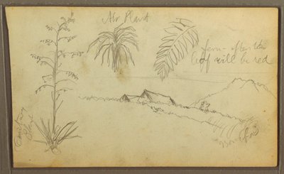 Botanical Sketches, 1857 by Frederic Edwin Church