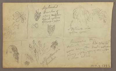 Botanical Sketches, Ecuador or Colombia; Verso: Botanical Sketches, 1857 by Frederic Edwin Church