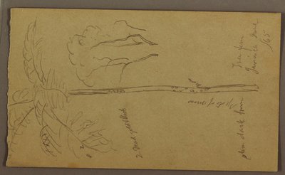 Botanical Sketches, June 1865 by Frederic Edwin Church