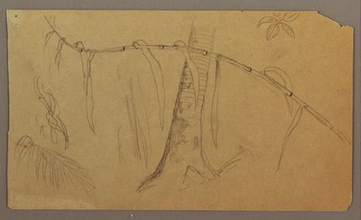 Botanical Sketches, May–August 1865 by Frederic Edwin Church