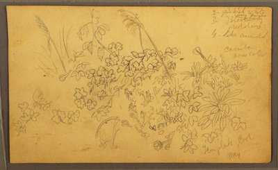 Botanical Sketches, May 1857 by Frederic Edwin Church