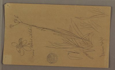 Botanical Sketches Showing Details of a Plant, Jamaica, July 1865 by Frederic Edwin Church