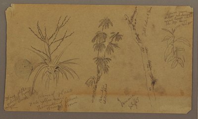 Botanical Sketches; Verso: Clouds, July 1865 by Frederic Edwin Church