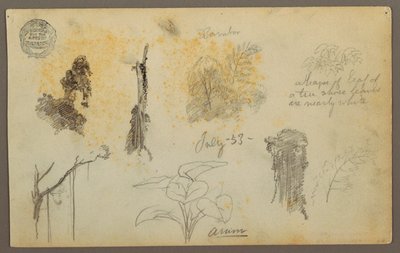 Botanical Sketches from Colombia: Bamboo Trees, Trunks and Details, July 1853 by Frederic Edwin Church
