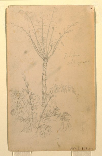 Botanical Studies of Tree, May–June 1857 by Frederic Edwin Church