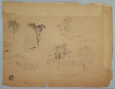 Botanical Studies with Flying Parrots, Boquia, Colombia, July 1853 by Frederic Edwin Church