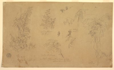 Botanical Sketches, "near Jorje", July 23, 1857 by Frederic Edwin Church