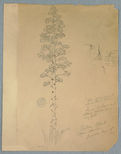 Century Plant, Agave Americana, Jamaica, June 14, 1865 by Frederic Edwin Church