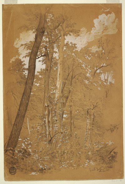 Drawing, Chestnut Trees on Goat Island, Niagara River, New York, August 1858 by Frederic Edwin Church
