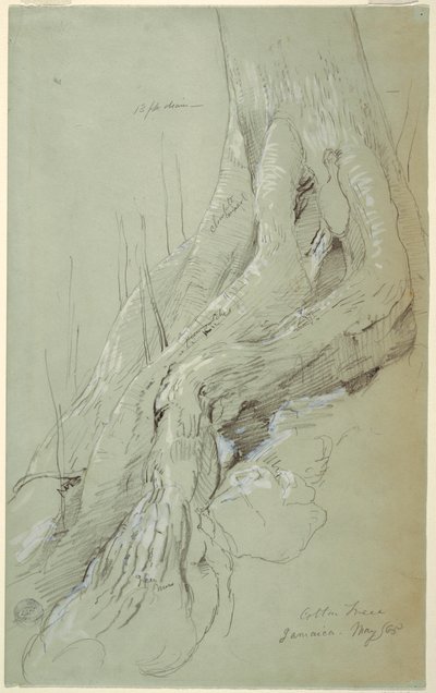 Cotton Tree Roots Growing on a Slope, Jamaica, May 1865 by Frederic Edwin Church