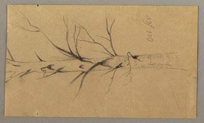 Drawing, Dead Tree, October 1865 by Frederic Edwin Church
