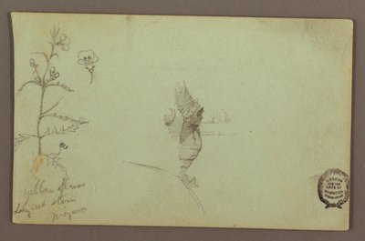 Flowering Plant and a Rock between the American and Canadian Falls at Niagara, possibly 1858 by Frederic Edwin Church