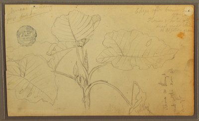 Leaves, 1857 by Frederic Edwin Church
