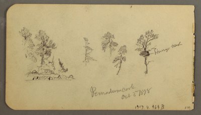 Pine studies, 1878 by Frederic Edwin Church