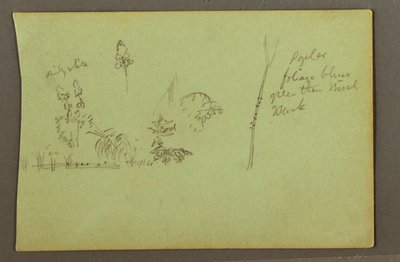 Plant Studies, possibly 1856 by Frederic Edwin Church