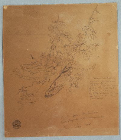 Rugged Tree at the Canadian Bank below Niagara Falls, September 1856 by Frederic Edwin Church