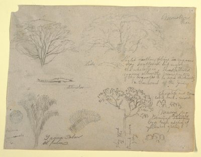Series of Botanical Studies including an Alligator and a Monstrous Tree, seen from the Rio Magdalena, Colombia, 1853 by Frederic Edwin Church