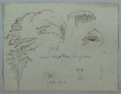 Studies from the Rio Magdalena, Colombia: Tree Tops, Flying White Bird, Vines, and Three Flowering Plants, 1853, probably May by Frederic Edwin Church
