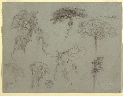 Studies of Trees, Ecuador, 1853 by Frederic Edwin Church