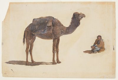 Study of a dromedary, 1868 by Frederic Edwin Church