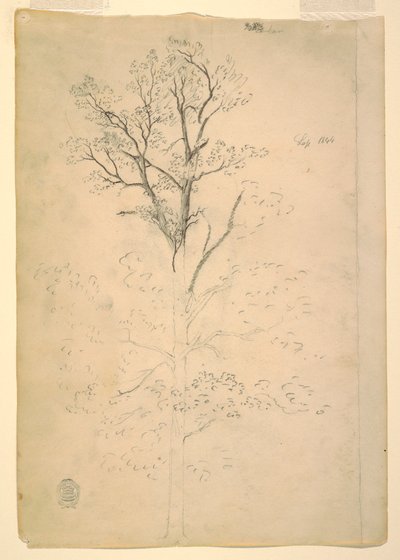 Tree, September 1844 by Frederic Edwin Church