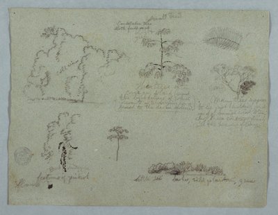 Nature Studies Including a Candelabra Tree with a Sloth, Rio Magdalena, Colombia by Frederic Edwin Church