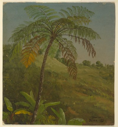 Palm Tree, Jamaica by Frederic Edwin Church
