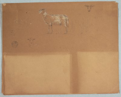 Studies of Sheep, Ecuador or Colombia by Frederic Edwin Church