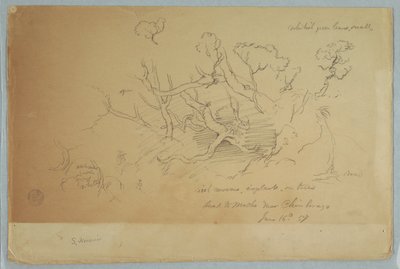 Studies of Trees and Rocks, Road to Mocho near Chimborazo, Ecuador by Frederic Edwin Church