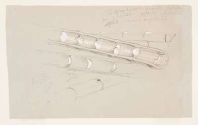 Study of Bamboo by Frederic Edwin Church
