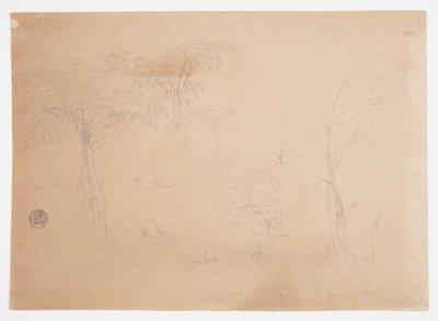 Study of Two Trees and Three Plants, near Jorje, Ecuador by Frederic Edwin Church