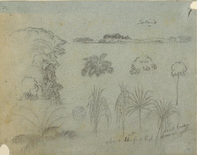 Study with Tree Tops, Trees, Five Designs of Plants and a Distant Island by Frederic Edwin Church