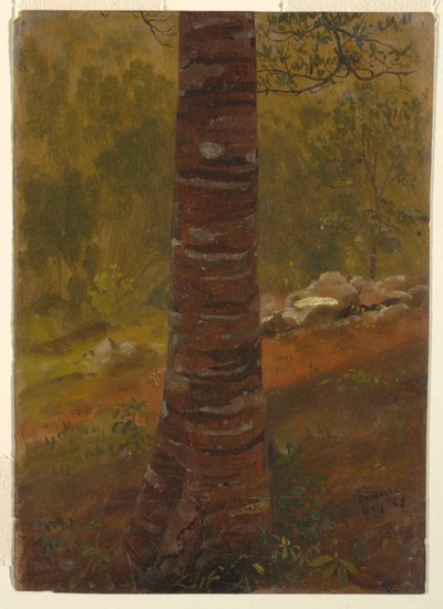 Tree Trunk, Jamaica by Frederic Edwin Church