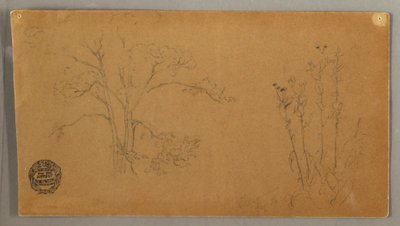 Trees and Plants, Elecampene by Frederic Edwin Church