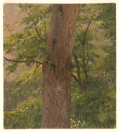 Woodland Study, Jamaica by Frederic Edwin Church