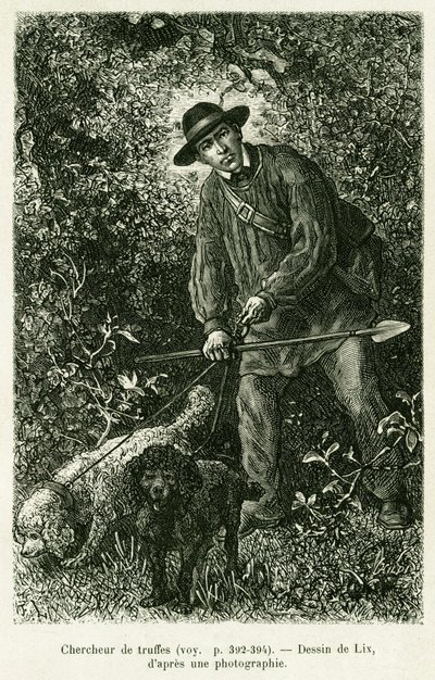 A truffle seeker. Engraving to illustrate the story A Through Alsace and Lorraine, by Charles Grad, in 1884, in the tour du monde 1886, directed by Edouard Charton, Hachette, Paris. by Frederic Theodore Lix