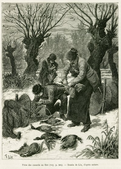 Catch ducks in the net. Engraving to illustrate the story A Through Alsace and Lorraine, in 1887, by Charles Grad, in the tour du monde 1888, directed by Edouard Charton, Hachette, Paris. by Frederic Theodore Lix