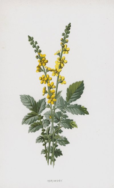 Agrimony by Frederick Edward Hulme