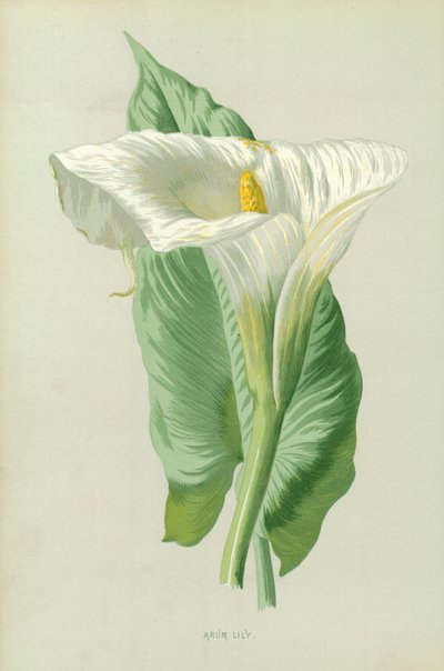 Arum Lily by Frederick Edward Hulme