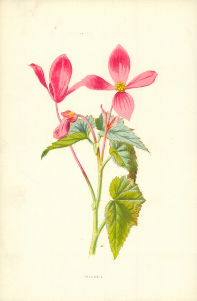 Begonia by Frederick Edward Hulme