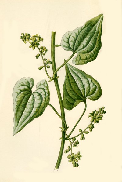 Black Bryony, 1877 by Frederick Edward Hulme
