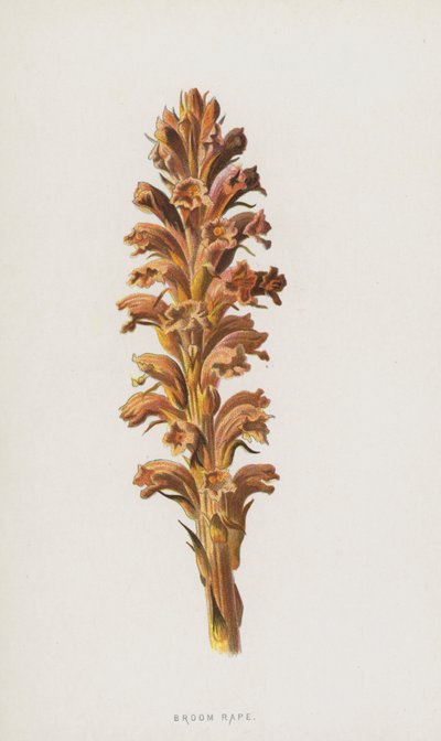 Broom Rape by Frederick Edward Hulme