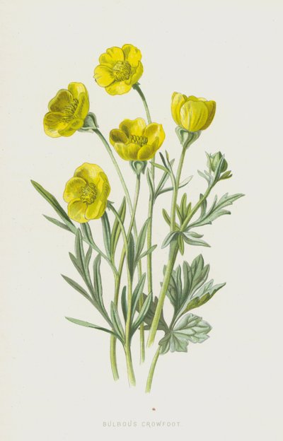 Bulbous Crowfoot by Frederick Edward Hulme