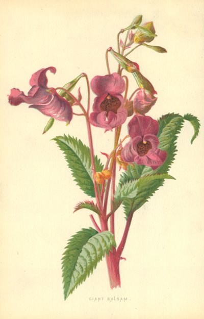 Ciant Balsam by Frederick Edward Hulme