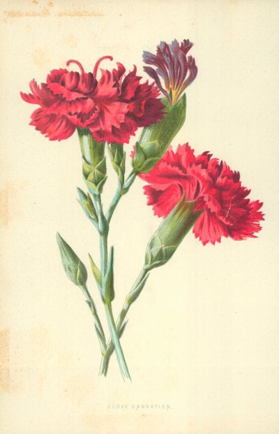 Clove Carnation by Frederick Edward Hulme