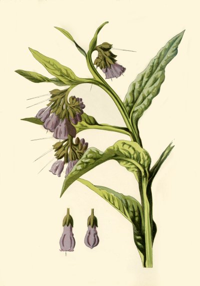 Comfrey by Frederick Edward Hulme