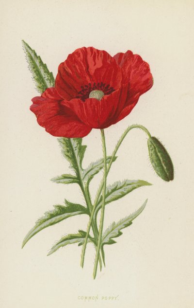 Common Poppy by Frederick Edward Hulme