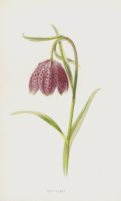Fritillary by Frederick Edward Hulme
